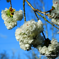 Prunus avium Plena
