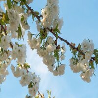 Prunus avium Plena - image 2