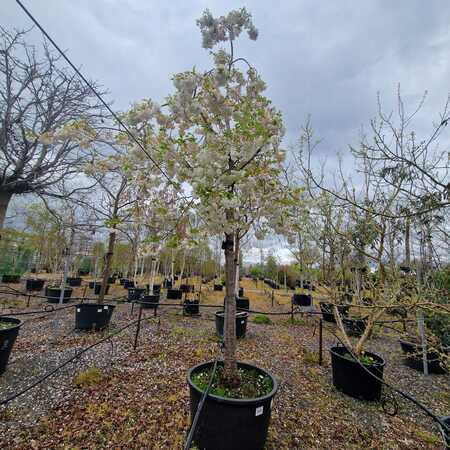 Prunus avium Plena - image 2