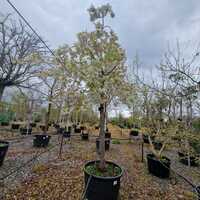 Prunus avium Plena - image 2