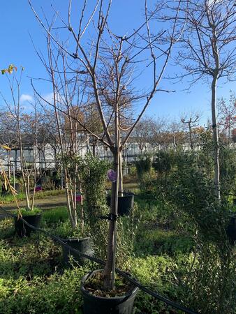 Prunus avium Sunburst - image 2