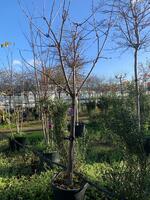 Prunus avium Sunburst - image 2