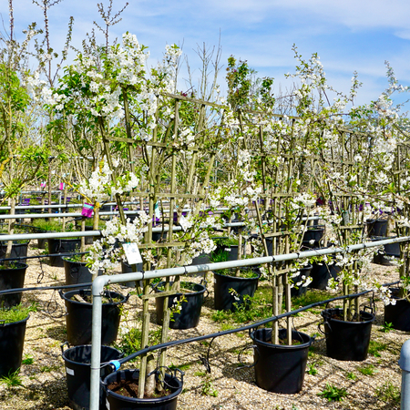 Prunus cer. Dubbele Meikers