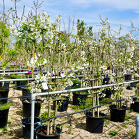 Prunus cer. Dubbele Meikers