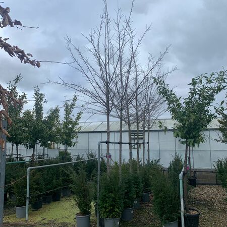 Prunus dom. Mirabelle de Nancy