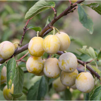 Prunus Mirabelle de Nancy | Order online @ Tendercare