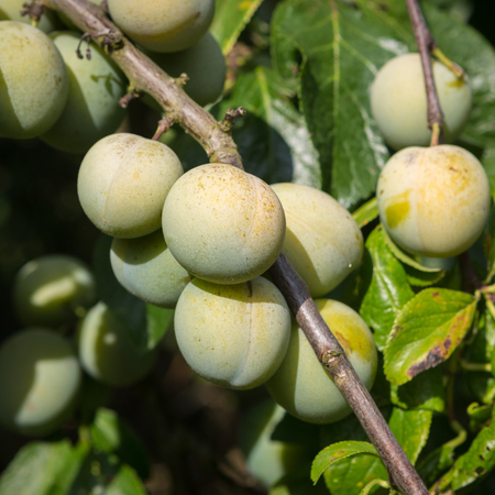 Prunus dom. Reine Claude Verte | Order online @ Tendercare