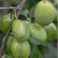 Prunus Reine Victoria | Order online @ Tendercare