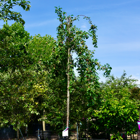 Prunus dom. The Czar - image 1