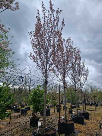 Prunus hillerii Spire - image 2