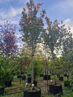 Prunus hillerii Spire - image 3