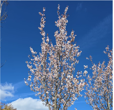 Prunus hillerii Spire - image 1