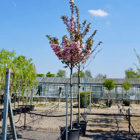 Prunus Kanzan | Order online @ Tendercare