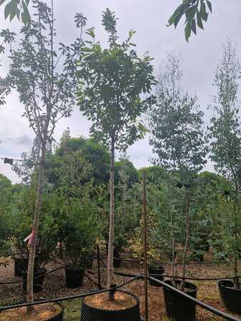 Prunus Kanzan - image 1