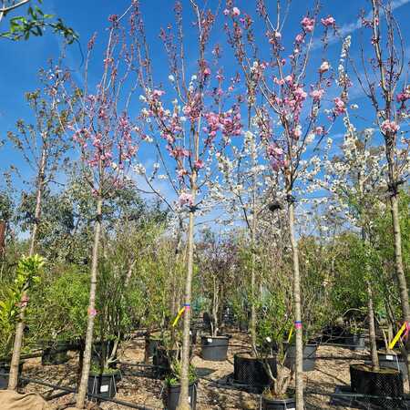 Prunus Kanzan - image 2