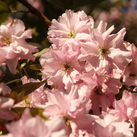 Prunus Kanzan | Order online @ Tendercare