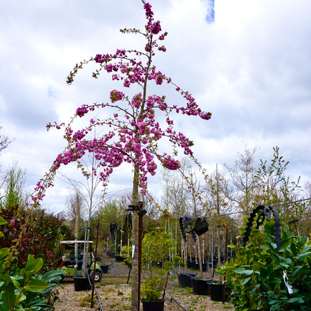 Prunus Kiku-shidare-zakura - image 1
