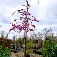 Prunus Kiku-shidare-zakura - image 1