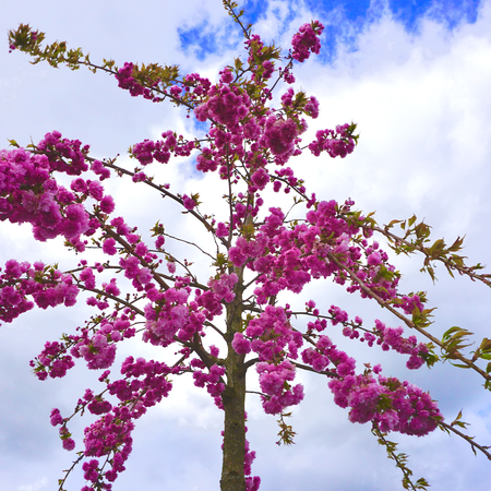 Prunus Kiku-shidare-zakura - image 2