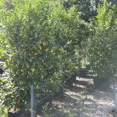 Prunus lau. Green Discovery
