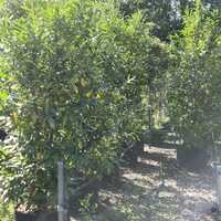 Prunus lau. Green Discovery