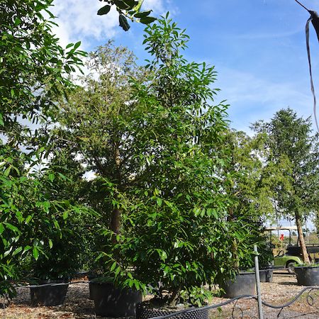 Prunus lau. Green Discovery
