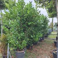 Prunus lau. Green Discovery
