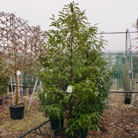 Prunus lau. Green Discovery