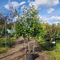 Prunus lau. Novita - image 1