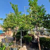Prunus lau. Novita