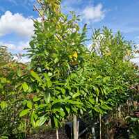 Prunus lau. Novita - image 2