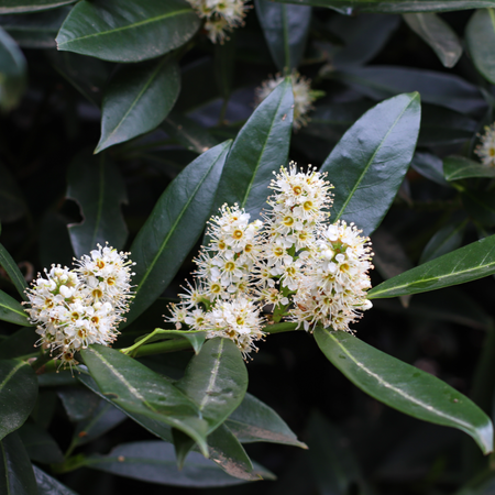 Prunus laurocerasus novita | Order online @ Tendercare