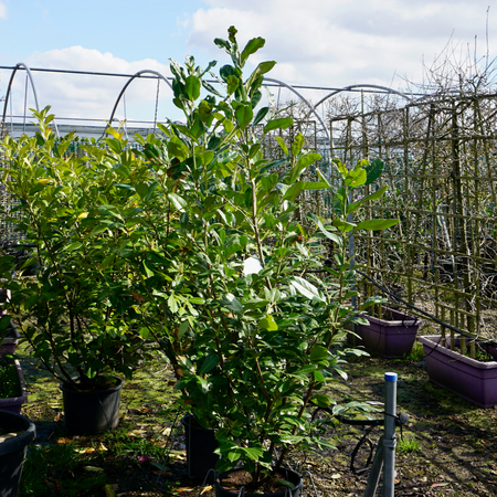 Prunus lau. Rotundifolia - image 2