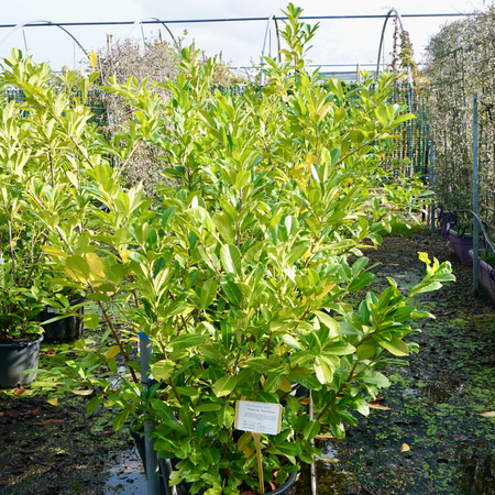 Prunus lau. Rotundifolia