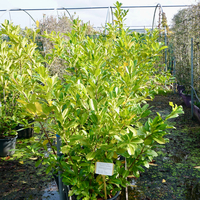 Prunus lau. Rotundifolia