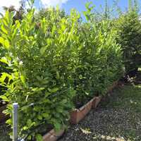 Prunus lau. Rotundifolia