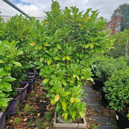 Prunus lau. Rotundifolia