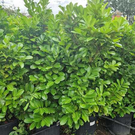 Prunus lau. Rotundifolia - image 2