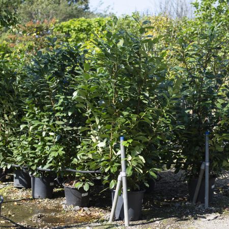 Prunus lau. Rotundifolia - image 1