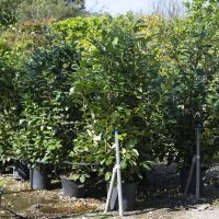 Prunus lau. Rotundifolia - image 1
