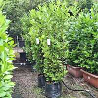 Prunus lau. Rotundifolia
