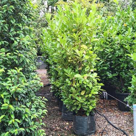 Prunus lau. Rotundifolia