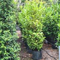 Prunus lau. Rotundifolia