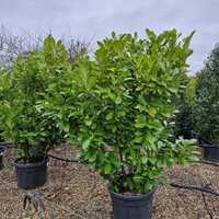 Prunus lau. Rotundifolia