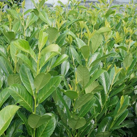 Prunus lau. Rotundifolia