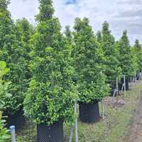 Prunus lusitanica