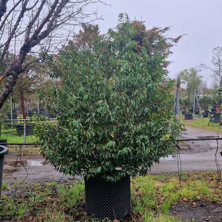 Prunus lusitanica - image 1