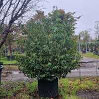 Prunus lusitanica - image 1