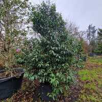 Prunus lusitanica - image 2