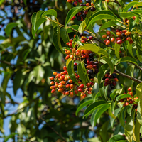 Prunus lusitanica | Order online @ Tendercare